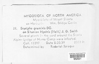 Blumeria graminis image